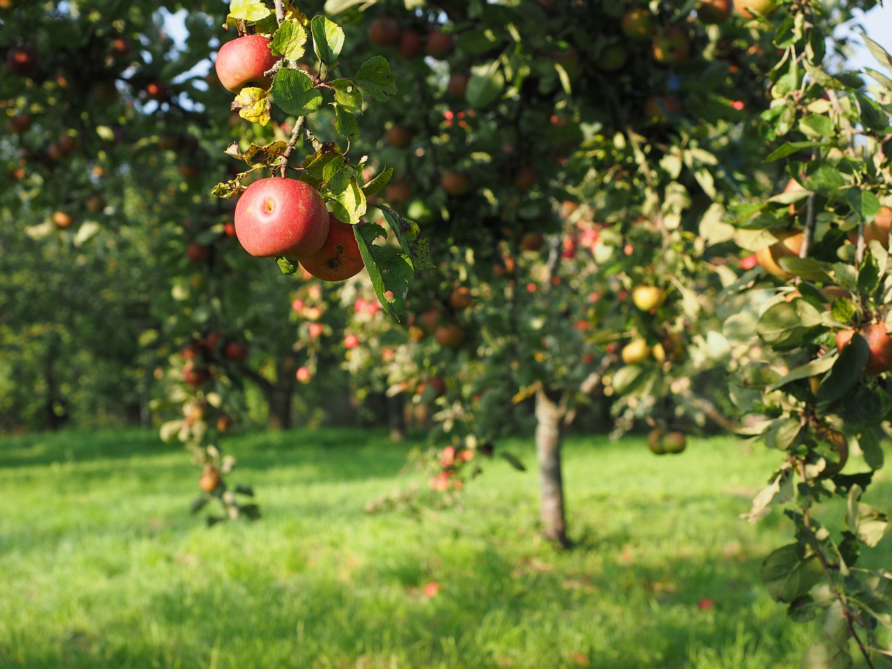 Creating and Maintaining an Organic Orchard